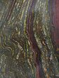 Polished Tiger Iron Stromatolite - ( Billion Years) #92812-1